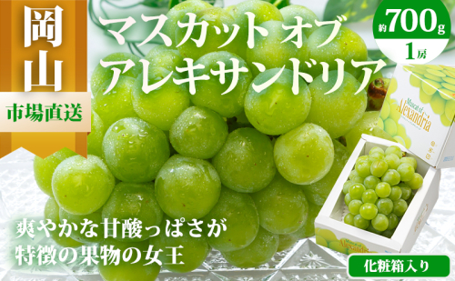 ぶどう 2026年 先行予約 マスカット・オブ・アレキサンドリア 1房 700g以上 化粧箱入り マスカット 岡山県産 国産 フルーツ 果物 ギフト 食後 デザート 上品な香り 果物の女王 さっぱり 爽やか 2433926 - 岡山県高梁市