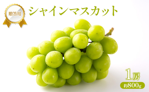 ぶどう 2026年 先行受付 贈答用 シャインマスカット 1房 約800g フルーツ 果物 岡山 赤磐市 2434520 - 岡山県赤磐市