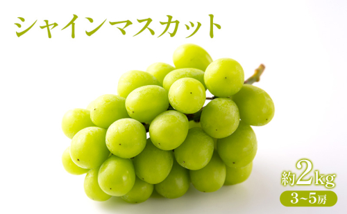 ぶどう 2026年 先行受付 シャインマスカット 約2kg  (3～5房) フルーツ 果物 岡山 赤磐市 2434521 - 岡山県赤磐市