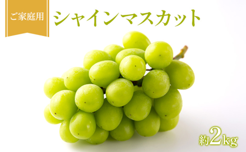 ぶどう 2026年 先行受付 ご家庭用 シャインマスカット 約2kg フルーツ 果物 岡山 赤磐市 2434522 - 岡山県赤磐市
