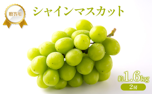 ぶどう 2026年 先行受付 贈答用 シャインマスカット 約1.6kg (2房) フルーツ 果物 岡山 赤磐市 2434523 - 岡山県赤磐市