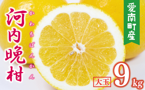 数量限定 先行予約 河内晩柑 樹齢 25年以上 大玉 9kg （ 2Lサイズ 以上 ） 11000円 みかん mikan 蜜柑 ミカン かわちばんかん 愛南ゴールド あいなん ゴールド 文旦 派生 和製 グレープフルーツ 産地直送 国産 農家直送 期間限定 特産品 ゼリー ジュース アイス 等に 人気 限定 甘い さわやか フルーツ 果物 柑橘 蜜柑 みかんの山祥 愛南町 愛媛県 2434640 - 愛媛県愛南町