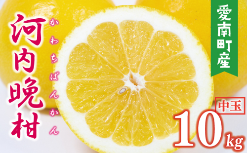 数量限定 先行予約 河内晩柑 樹齢 25年以上 中玉 10kg （ L ・ 2Lサイズ ） 12000円 みかん mikan 蜜柑 ミカン かわちばんかん 愛南ゴールド あいなん ゴールド 文旦 派生 和製 グレープフルーツ 産地直送 国産 農家直送 期間限定 特産品 ゼリー ジュース アイス 等に 人気 限定 甘い さわやか フルーツ 果物 柑橘 蜜柑 みかんの山祥 愛南町 愛媛県 2434742 - 愛媛県愛南町