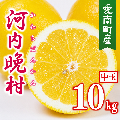 【先行予約】 数量限定  河内晩柑 樹齢 30年以上 中玉 10kg （ L ・ 2Lサイズ ） 12000円 みかん mikan 蜜柑 ミカン かわちばんかん 愛南ゴールド あいなん ゴールド 文旦 派生 和製 グレープフルーツ 産地直送 国産 農家直送 期間限定 特産品 ゼリー ジュース アイス 等に 人気 限定 甘い さわやか フルーツ 果物 柑橘 蜜柑 みかんの山祥 愛南町 愛媛県 2434742 - 愛媛県愛南町