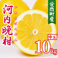 【先行予約】 数量限定  河内晩柑 樹齢 30年以上 中玉 10kg （ L ・ 2Lサイズ ） 12000円 みかん mikan 蜜柑 ミカン かわちばんかん 愛南ゴールド あいなん ゴールド 文旦 派生 和製 グレープフルーツ 産地直送 国産 農家直送 期間限定 特産品 ゼリー ジュース アイス 等に 人気 限定 甘い さわやか フルーツ 果物 柑橘 蜜柑 みかんの山祥 愛南町 愛媛県