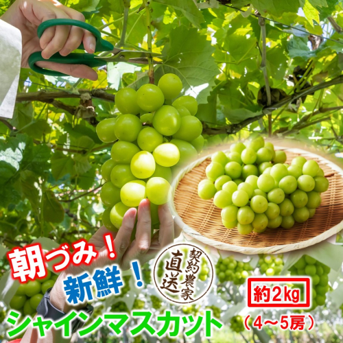 テレビで紹介されました！【先行予約】【令和8年発送】農家直送！ 新鮮！ 朝づみ シャインマスカット 2kg (4～5房) フルーツ 果物 贈答 大分県産 採れたて_2537R-3 2434744 - 大分県国東市