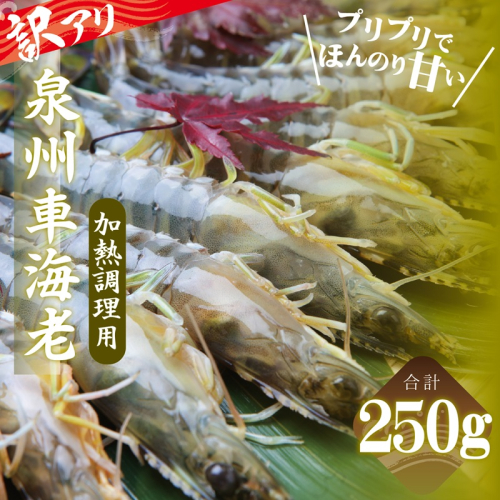 訳アリ！お試し 加熱調理用 泉州車海老250g【TVで紹介されました！】 G3703 2435680 - 大阪府泉佐野市