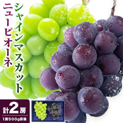 【先行予約】ニューピオーネ 1房 シャインマスカット 1房 500g 前後 たけまさぶどう園 《8月上旬-10月中旬頃出荷》岡山県 浅口市 フルーツ デザート おやつ マスカット ぶどう 果物 国産 岡山県産 送料無料【配送不可地域あり】 2435807 - 岡山県浅口市