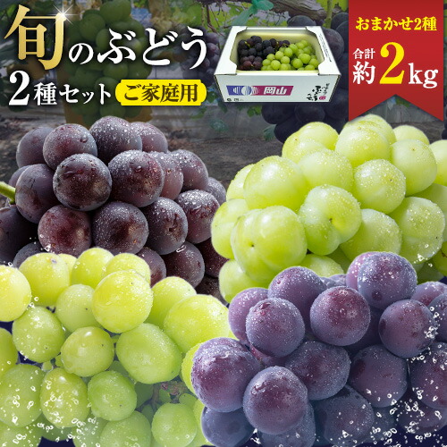 【先行予約】ぶどう ご家庭用 旬 の ぶどう 2種セット おまかせ2種 合計約2kg たけまさぶどう園 《8月中旬-10月中旬頃出荷》岡山県 浅口市 フルーツ デザート おやつ マスカット ぶどう 果物 国産 【配送不可地域あり】（離島） 2435813 - 岡山県浅口市