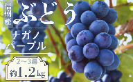 【2026年発送先行予約】ぶどう　ナガノパープル　約1.2kg（2～3房）※2026年8月下旬～9月上旬発送予定※　農家直送