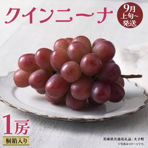 【 桐箱入り 】 クインニーナ１房 【2026年9月上旬発送開始】(茨城県共通返礼品：大子町) ぶどう 葡萄 マスカット フルーツ 果物 贈答用 ギフト 贈り物 2437355 - 茨城県牛久市
