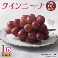 【 桐箱入り 】 クインニーナ１房 【2026年9月上旬発送開始】(茨城県共通返礼品：大子町) ぶどう 葡萄 マスカット フルーツ 果物 贈答用 ギフト 贈り物