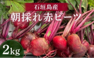 石垣島産 赤ビーツ 2kg ＜2026年1月以降発送＞ | 朝採れ 沖縄県 石垣市 石垣 産地直送 ビーツ 赤ビーツ