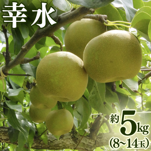 幸水 約 5kg （8～14玉） 2026年産 先行予約 梨 果物 フルーツ なし ナシ 幸水梨 くだもの デザート 茨城 [BQ019sa] 2438660 - 茨城県桜川市