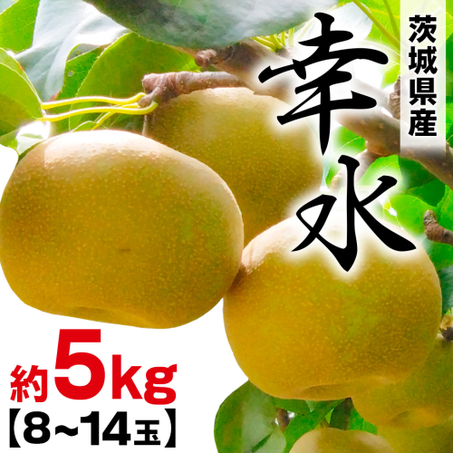 幸水 約 5kg （8～14玉） 2026年産 先行予約 梨 果物 フルーツ なし ナシ 幸水梨 くだもの デザート 茨城 [BQ019sa] 2438660 - 茨城県桜川市