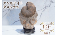 化石 ダメシテス 小平産 アンモナイト 台付き [加藤樹石苑 北海道 歌志内市 01227an020] 北海道産 インテリア 置物 コレクション