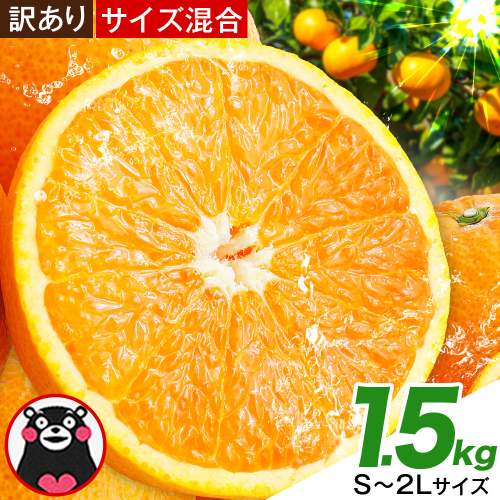 みかん 訳あり くまもとみかん 約1.5kg S-2Lサイズ サイズ混合 ご家庭用《7-14日以内に出荷予定(土日祝除く)》 訳あり みかん フルーツ サイズ混合 秋 旬 柑橘 熊本県 長洲町 熊本県産 長洲町産含む 2439016 - 熊本県長洲町