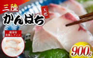 三陸産 カンパチ 刺身 900g 新鮮 人気 高級 天然 三陸 魚 産地直送 かんぱち 勘八 しゃぶしゃぶ 鍋 照り焼き 刺し身 さしみ 生 冷凍 海鮮 魚介 国産 グルメ 急速冷凍 kanpati スキンレス フィレ ワンフローズン 岩手 大船渡 岩手県 大船渡市