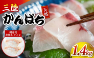 三陸産 カンパチ 刺身 1.4kg 新鮮 人気 高級 天然 三陸 魚 産地直送 かんぱち 勘八 しゃぶしゃぶ 鍋 照り焼き 刺し身 さしみ 生 冷凍 海鮮 魚介 国産 グルメ 急速冷凍 kanpati スキンレス フィレ ワンフローズン 岩手 大船渡 岩手県 大船渡市