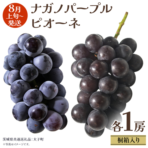 【 桐箱入り 】 ナガノパープル と ピオーネ (各１房)【2026年8月上旬発送開始】(茨城県共通返礼品：大子町) ぶどう 葡萄 マスカット フルーツ 果物 贈答用 ギフト 贈り物 2442103 - 茨城県牛久市