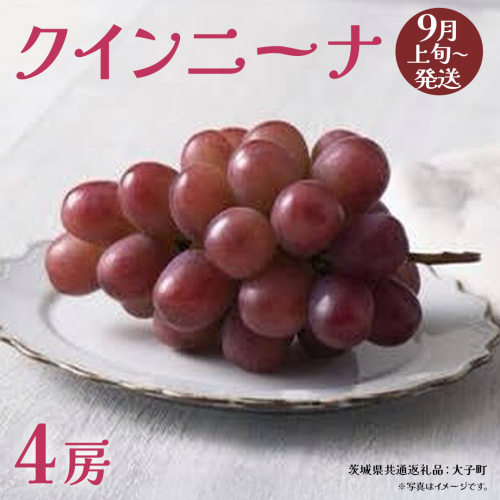 クインニーナ４房 【2026年9月上旬発送開始】(茨城県共通返礼品：大子町) ぶどう 葡萄 ブドウ 果物 フルーツ 果実 2442110 - 茨城県牛久市