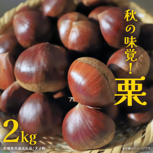 秋の味覚「 栗 」2kg 【2026年9月上旬発送開始】(茨城県共通返礼品：大子町) くり マロン 果物 スイーツ モンブラン 栗きんとん 生栗 焼き栗 甘栗 2442112 - 茨城県牛久市