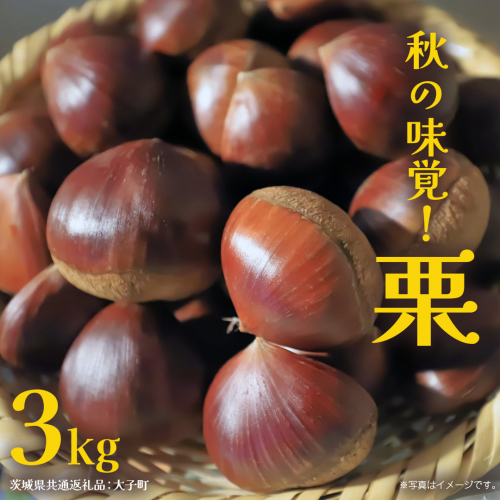 秋の味覚「 栗 」3kg 【2026年9月上旬発送開始】(茨城県共通返礼品：大子町) くり マロン 果物 スイーツ モンブラン 栗きんとん 生栗 焼き栗 甘栗 2442113 - 茨城県牛久市
