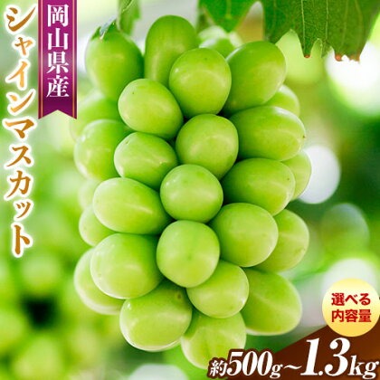 【先行予約】岡山県産 シャインマスカット 選べる内容量 約500g ( 1房 ) または 約1.3kg ( 2～3房 ) クール便 晴れの国 おかやま館(フルーツランド岡山) 《8月下旬-9月下旬頃出荷》岡山県 浅口市【配送不可地域あり】（離島） 2442311 - 岡山県浅口市