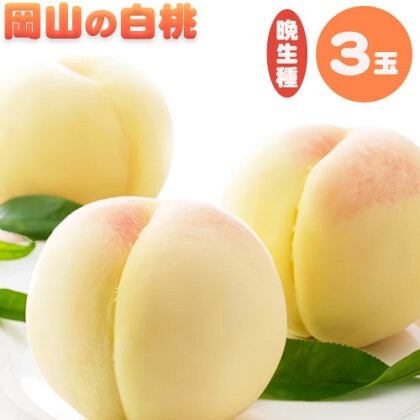【先行予約】岡山の白桃 晩生種 大玉3玉 約900g 晴れの国 おかやま館(つむぐ株式会社) 《7月下旬-8月下旬頃出荷》岡山県 浅口市 フルーツ モモ 果物 青果 旬【配送不可地域あり】（離島）
 2442318 - 岡山県浅口市