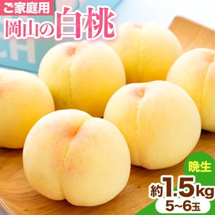 【先行予約】ご家庭用 岡山の白桃 晩生種 約1.5kg 晴れの国 おかやま館(つむぐ株式会社) 《8月上旬-8月下旬頃出荷》岡山県 浅口市 白桃 桃 もも 果物 フルーツ 送料無料【配送不可地域あり】（離島）
 2442321 - 岡山県浅口市