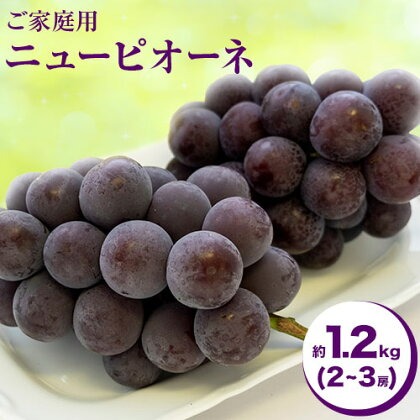 【先行予約】ご家庭用 岡山県産 ニューピオーネ 約1.2kg 2-3房 晴れの国 おかやま館(つむぐ株式会社)《8月下旬-10月上旬頃出荷》岡山県 浅口市 ぶどう 葡萄 果物 フルーツ 送料無料【配送不可地域あり】（離島） 2442322 - 岡山県浅口市