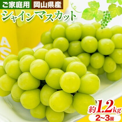 【先行予約】ご家庭用 岡山県産 シャインマスカット 約1.2kg ( 2-3房 ) クール便 晴れの国 おかやま館 (つむぐ株式会社) 《9月上旬-10月下旬頃出荷》岡山県 浅口市 マスカット ぶどう 葡萄 果物 フルーツ 送料無料【配送不可地域あり】（離島）
 2442327 - 岡山県浅口市