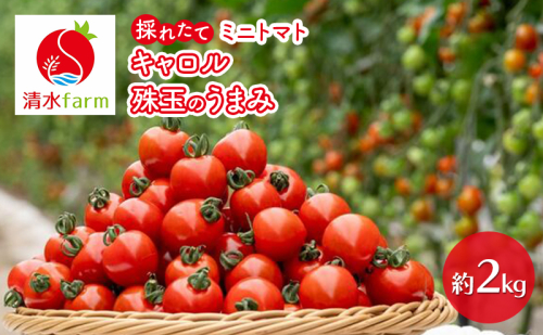 【2026年7月発送】富良野産 採れたて直送! ミニトマト 「キャロル10」「殊玉のうまみ」 各1kg【約2kg】 (清水farm) トマト ミニトマト とまと 野菜 新鮮 甘い 季節限定 北海道 富良野 ふらの 2442328 - 北海道富良野市