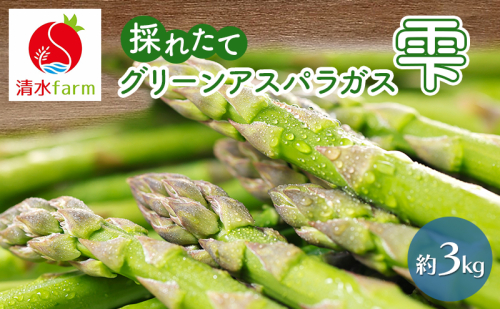 【2026年4月発送】富良野産 採れたて直送! グリーンアスパラ 「雫」 M～2L サイズ混合 【約3kg】 (清水farm) アスパラ アスパラガス 野菜 新鮮 季節限定 北海道 富良野 ふらの 2442330 - 北海道富良野市