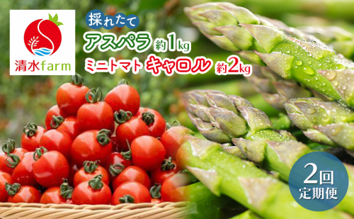 【2026年発送】●2回定期便● 富良野産 採れたて直送! 「アスパラ 約1kg・ミニトマト キャロル10 約2kg」 (清水farm) アスパラ アスパラガス トマト ミニトマト とまと 野菜 新鮮 季節限定 北海道 富良野 ふらの 2442331 - 北海道富良野市