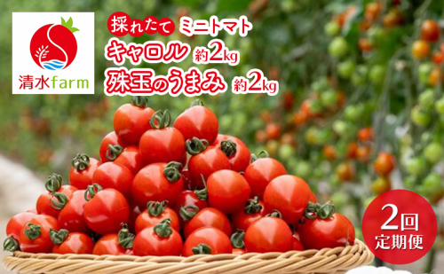 【2026年発送】●2回定期便● 富良野産 採れたて直送! 「ミニトマト キャロル10・殊玉のうまみ 」各2kg (清水farm) アスパラ アスパラガス トマト ミニトマト とまと 野菜 新鮮 季節限定 北海道 富良野 ふらの 2442338 - 北海道富良野市