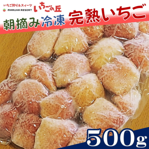 まるは食堂 マルハリゾート いちごの丘 『訳あり』 完熟 冷凍いちご 500g | 訳あり いちご イチゴ 冷凍 国産 完熟 スムージー ジャム ヨーグルト シャーベット デザート アイス おやつ 果物 フルーツ 愛知県 美浜町 ※北海道・沖縄・離島への配送不可 2442361 - 愛知県美浜町
