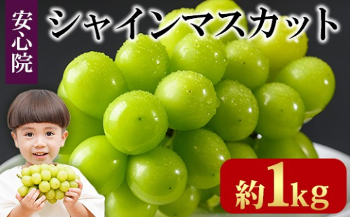 シャインマスカット(約1kg)フルーツ 果物 葡萄 ぶどう 安心院 人気 ランキング＜先行予約受付中！2026年8月下旬より順次発送予定＞＜北海道 沖縄 離島配送不可＞【106300101】【大分県農業協同組合　北部エリア】