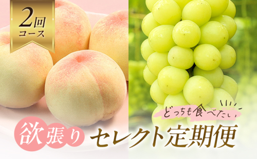 【2026年先行予約】 桃 ぶどう 欲張りセレクト 定期便 2回コース ( 白桃 ・ シャインマスカット ）《2026年7月上旬-8月中旬頃出荷》 もも モモ 葡萄 ブドウ 里庄町 数量限定 2444206 - 岡山県里庄町
