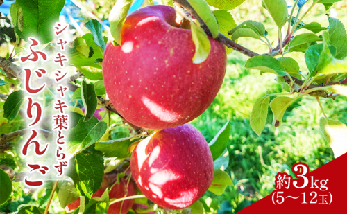 【2026年産】 シャキシャキ葉とらず ふじりんご 約3kg 特別栽培農産物 長野県産 訳あり りんご リンゴ フルーツ 果物 おやつ デザート 信州 上田 家庭用 2444211 - 長野県上田市