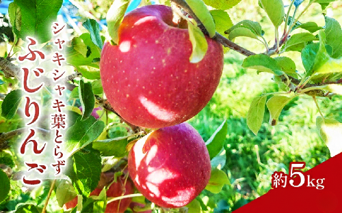 【2026年産】 シャキシャキ葉とらず ふじりんご 約5kg 特別栽培農産物 長野県産 訳あり りんご リンゴ フルーツ 果物 おやつ デザート 信州 上田 家庭用 2444212 - 長野県上田市