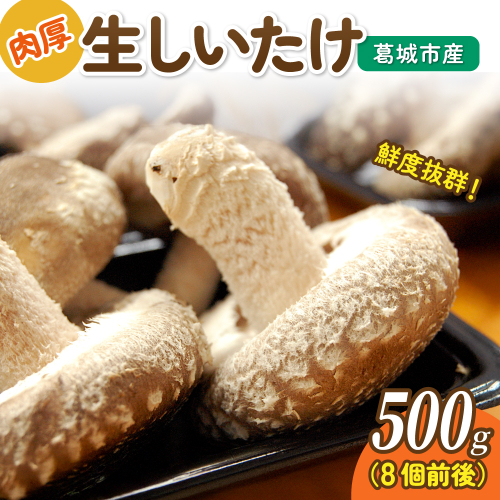葛城市産生しいたけ（500g） 8個前後 椎茸 シイタケ 生 国産 セット 500g 新鮮 菌床 スライス 奈良県 葛城市 2444265 - 奈良県葛城市