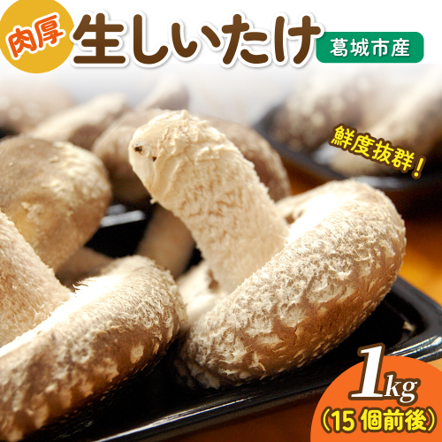 葛城市産生しいたけ（1kg） 15個前後 椎茸 シイタケ 生 国産 セット 1kg 新鮮 菌床 スライス 奈良県 葛城市 2444266 - 奈良県葛城市