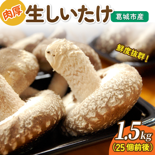 葛城市産生しいたけ（1.5kg） 25個前後 椎茸 シイタケ 生 国産 セット 1.5kg 新鮮 菌床 スライス 奈良県 葛城市 2444268 - 奈良県葛城市
