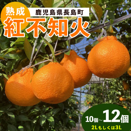 長島町産 紅不知火 2～3L しらぬい みかん ミカン 蜜柑 柑橘 果物 くだもの フルーツ 国産 九州 鹿児島県産 長島 ふるさと 特産品 【株式会社羽根】hane-1560 2444515 - 鹿児島県長島町