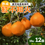 長島町産 紅不知火 2～3L しらぬい みかん ミカン 蜜柑 柑橘 果物 くだもの フルーツ 国産 九州 鹿児島県産 長島 ふるさと 特産品 【株式会社羽根】hane-1560