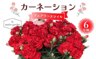 【2026年5月10日母の日】贈答用カーネーション フェアリースマイル６号鉢  2026年5月5日から順次発送 母の日 花 フラワー 鉢植 植物 贈り物 プレゼント ギフト 埼玉県 本庄市 F5K-592