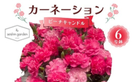 【2026年5月10日母の日】贈答用カーネーション ピーチキャンドル６号鉢  2026年5月5日から順次発送 母の日 花 フラワー 鉢植 植物 贈り物 プレゼント ギフト 埼玉県 本庄市 F5K-593