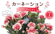 【2026年5月10日母の日】贈答用カーネーション いちごキャンディ7号鉢  2026年5月5日から順次発送 母の日 花 フラワー 鉢植 植物 贈り物 プレゼント ギフト 埼玉県 本庄市 F5K-594