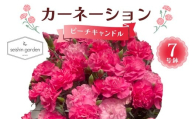 【2026年5月10日母の日】贈答用カーネーション ピーチキャンドル7号鉢  2026年5月5日から順次発送 母の日 花 フラワー 鉢植 植物 贈り物 プレゼント ギフト 埼玉県 本庄市 F5K-599